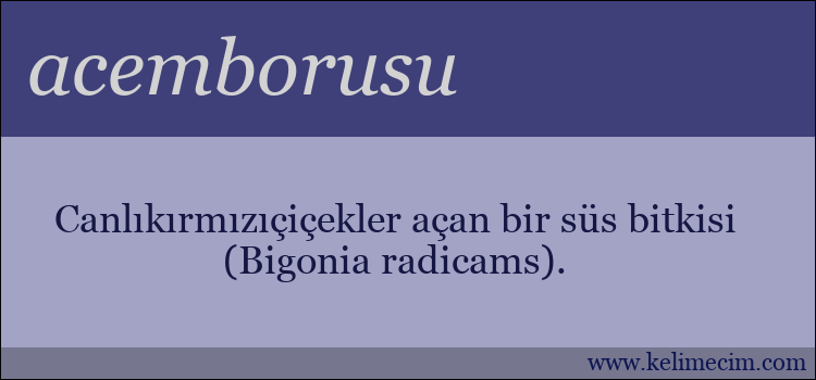 acemborusu kelimesinin anlamı ne demek?