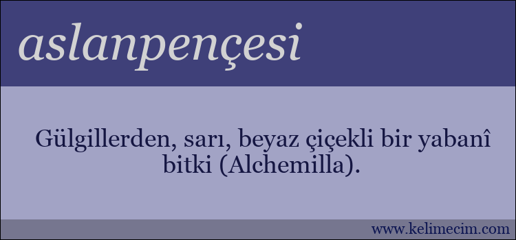 aslanpençesi kelimesinin anlamı ne demek?