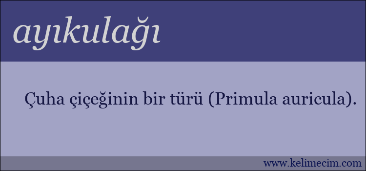 ayıkulağı kelimesinin anlamı ne demek?