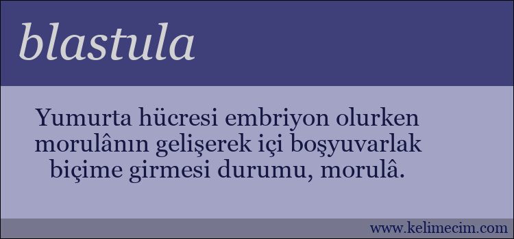 blastula kelimesinin anlamı ne demek?