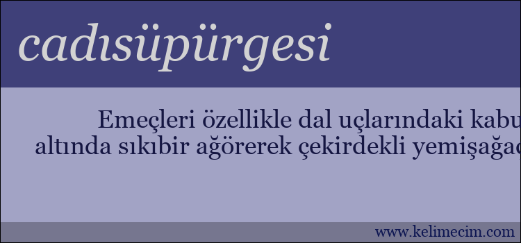 cadısüpürgesi kelimesinin anlamı ne demek?