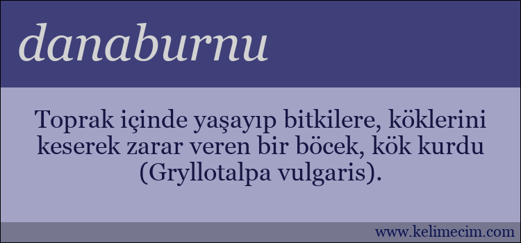 danaburnu kelimesinin anlamı ne demek?