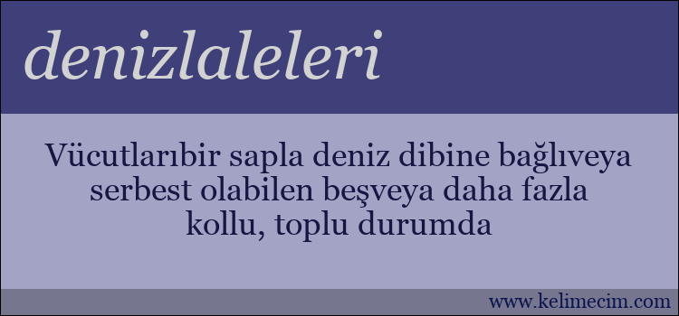 denizlaleleri kelimesinin anlamı ne demek?