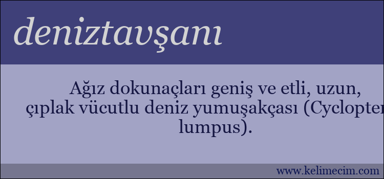 deniztavşanı kelimesinin anlamı ne demek?