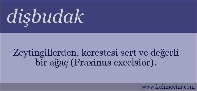 dişbudak kelimesinin anlamı ne demek?