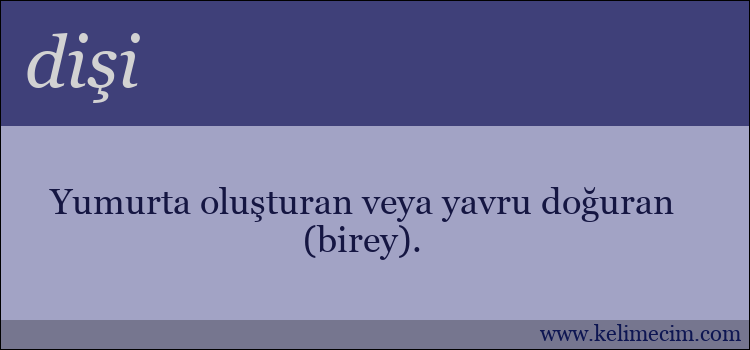 dişi kelimesinin anlamı ne demek?