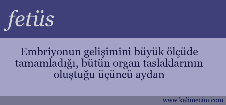 fetüs kelimesinin anlamı ne demek?