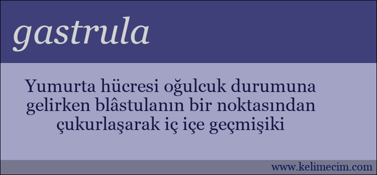 gastrula kelimesinin anlamı ne demek?