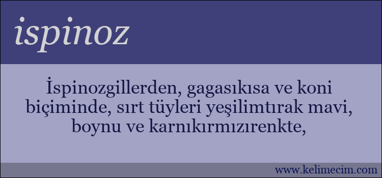 ispinoz kelimesinin anlamı ne demek?