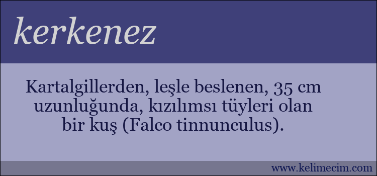 kerkenez kelimesinin anlamı ne demek?