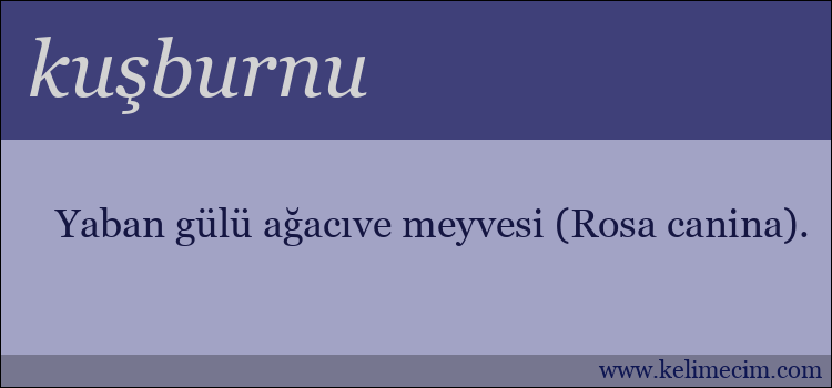 kuşburnu kelimesinin anlamı ne demek?