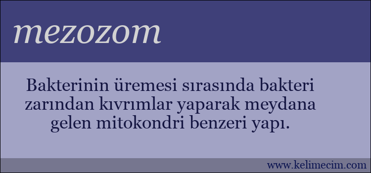 mezozom kelimesinin anlamı ne demek?