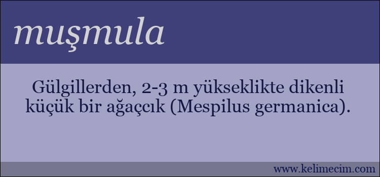 muşmula kelimesinin anlamı ne demek?