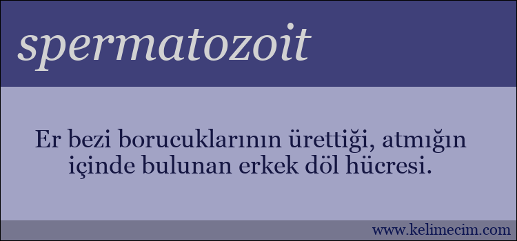 spermatozoit kelimesinin anlamı ne demek?