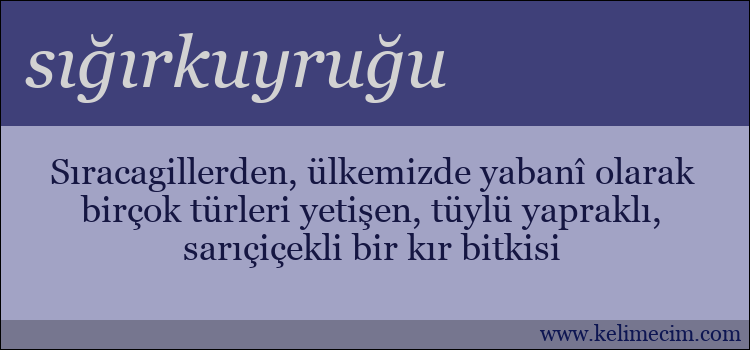 sığırkuyruğu kelimesinin anlamı ne demek?