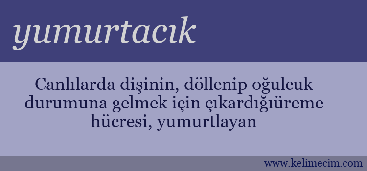 yumurtacık kelimesinin anlamı ne demek?