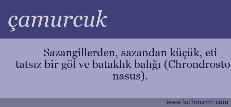 çamurcuk kelimesinin anlamı ne demek?