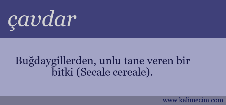 çavdar kelimesinin anlamı ne demek?