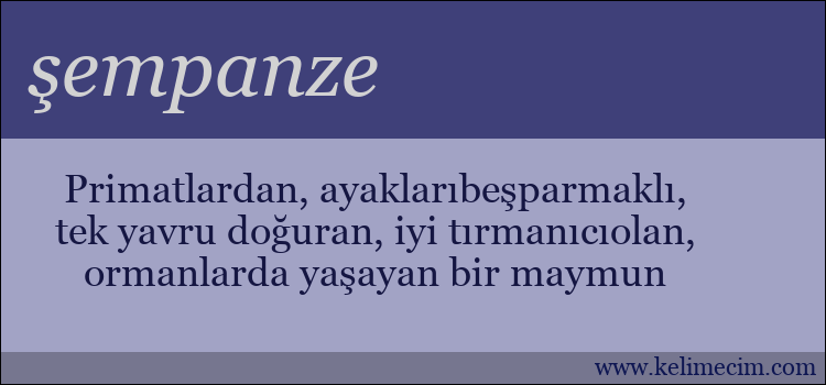 şempanze kelimesinin anlamı ne demek?